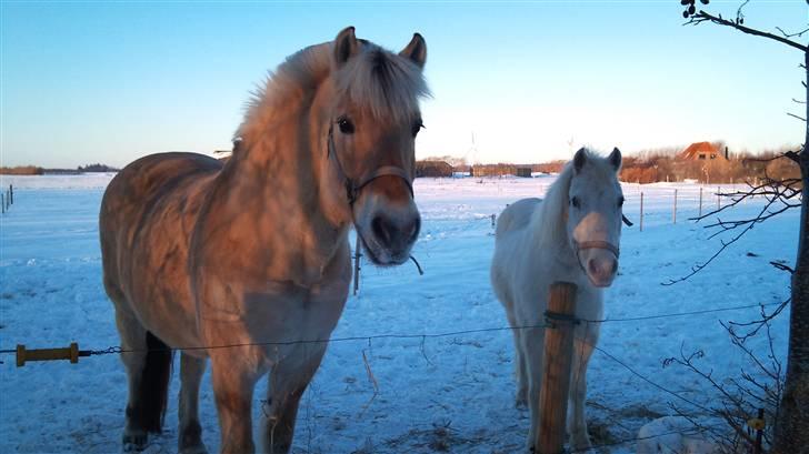 Anden særlig race Feline billede 10