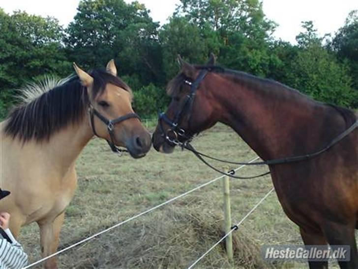 Anden særlig race Salima (solgt)  - Salima og bitten skal lige sige hejsa... Sommer 2009 billede 11
