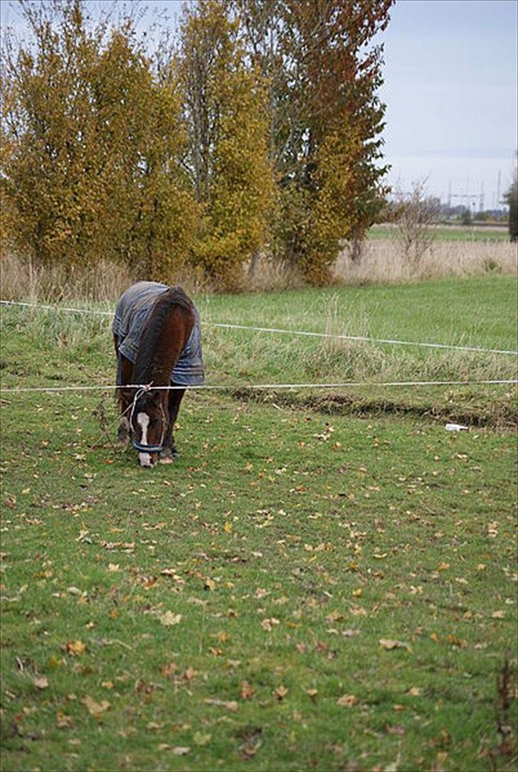 New Forest Fox<3 billede 14