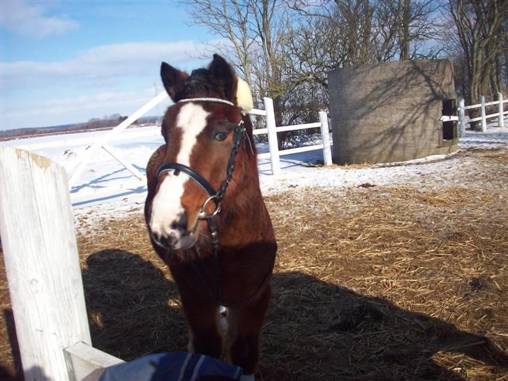 New Forest Fox<3 billede 15