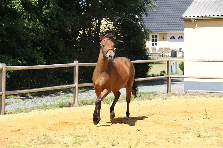 Pinto Dark Daimond<3 billede 7