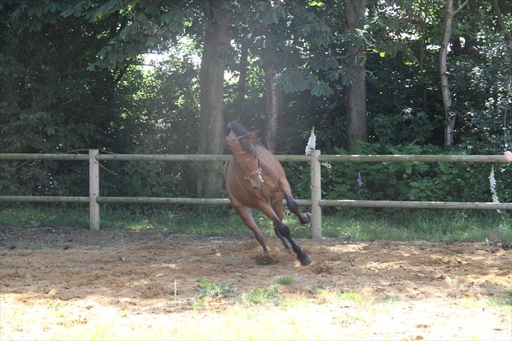 Pinto Dark Daimond<3 billede 10