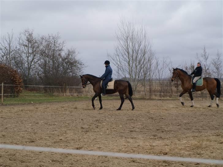 Trakehner Tavella SOLGT billede 17