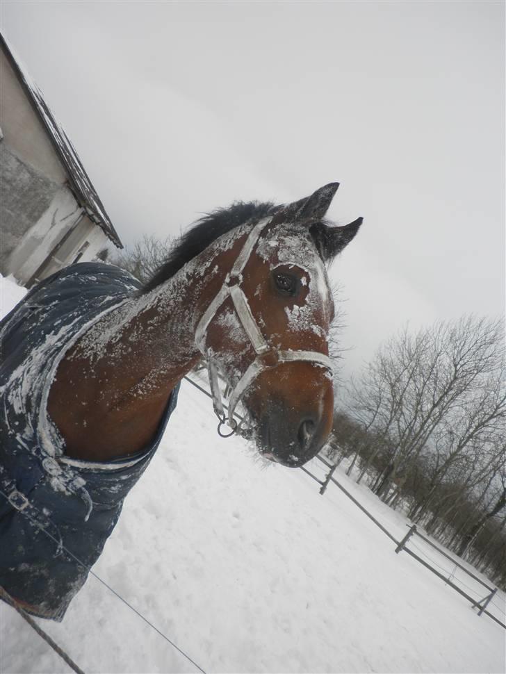 New Forest Thrustfull - XD billede 11