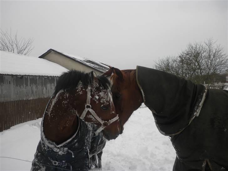 New Forest Thrustfull - malle og thursty!!!<33 billede 12