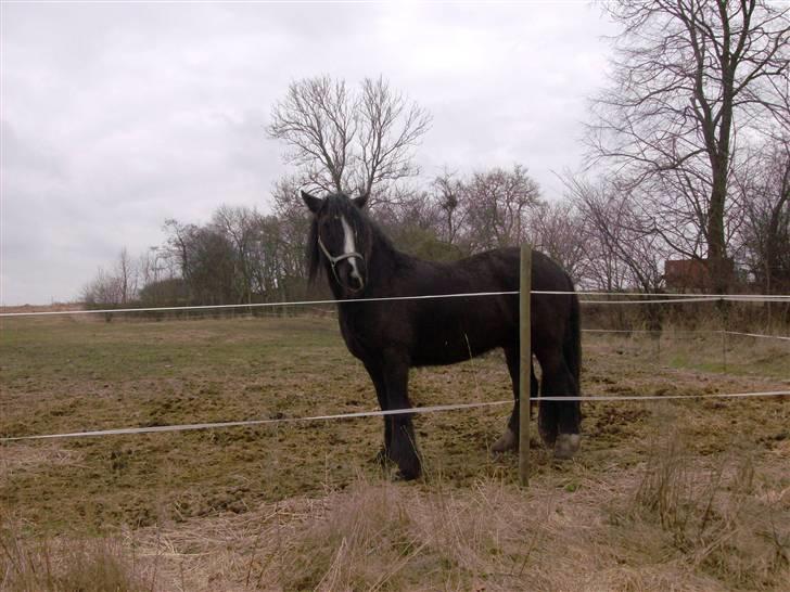 Tinker Flamingo FORTID <3 billede 1