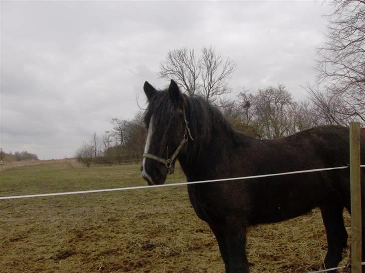 Tinker Flamingo FORTID <3 billede 2