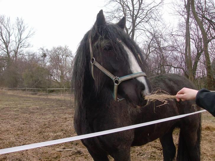 Tinker Flamingo FORTID <3 billede 3