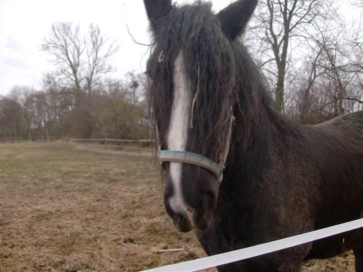 Tinker Flamingo FORTID <3 billede 4