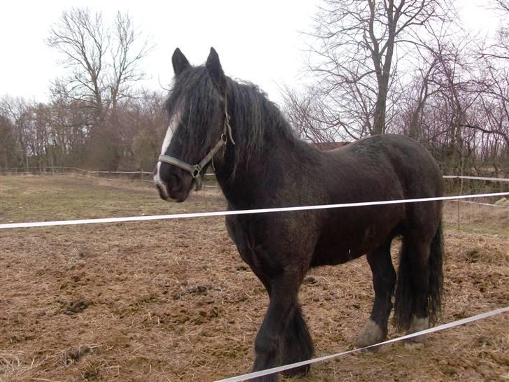 Tinker Flamingo FORTID <3 billede 5