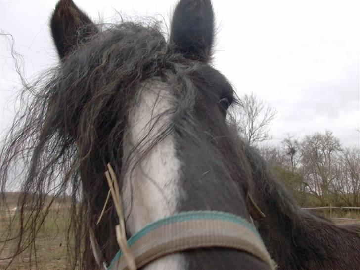 Tinker Flamingo FORTID <3 billede 6