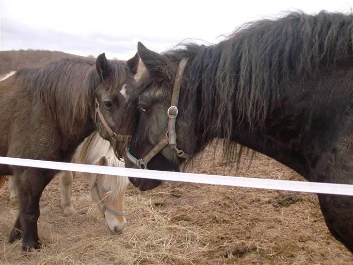 Tinker Flamingo FORTID <3 billede 7