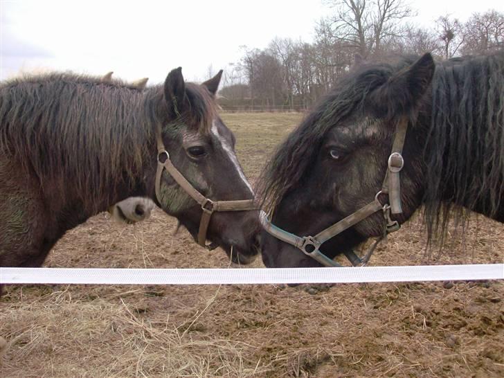 Tinker Flamingo FORTID <3 billede 8