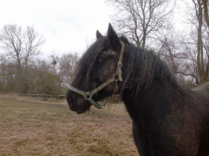 Tinker Flamingo FORTID <3 billede 9