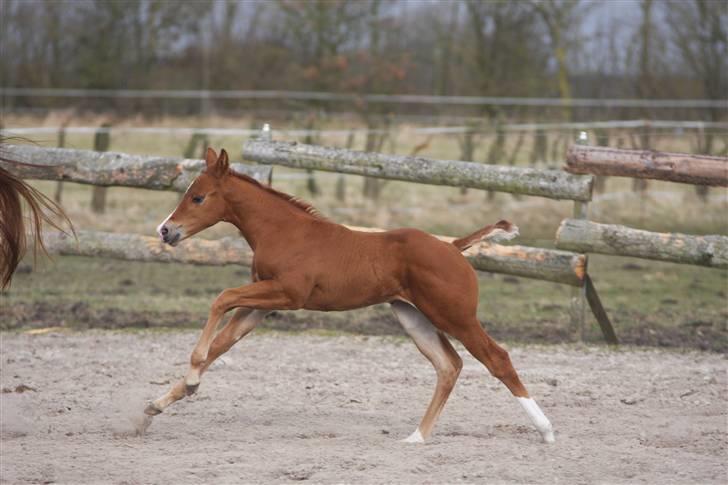 Quarter TC Minty Chocolate R.I.P.  - nyt d. 28 Marts billede 8