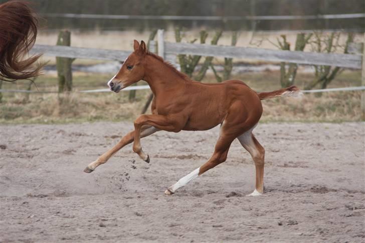 Quarter TC Minty Chocolate R.I.P.  - nyt d. 28 Marts billede 9