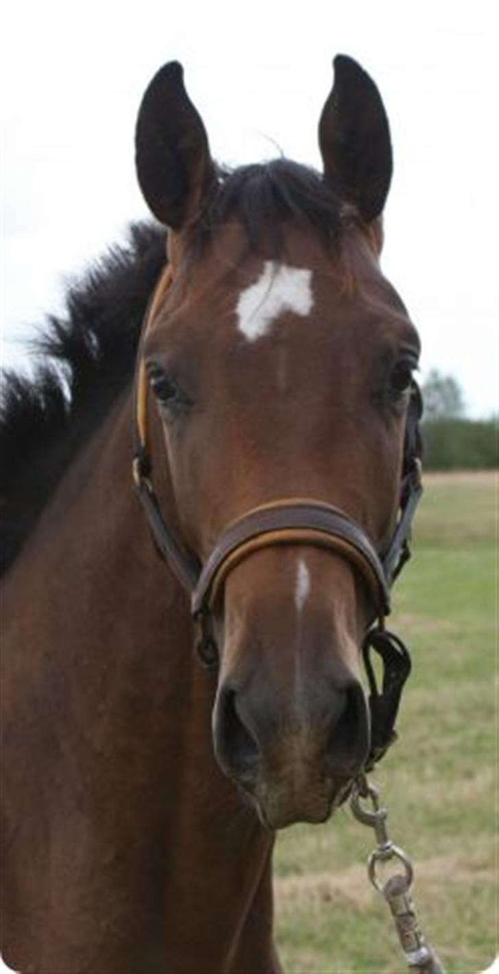 Dansk Varmblod Lacan billede 1