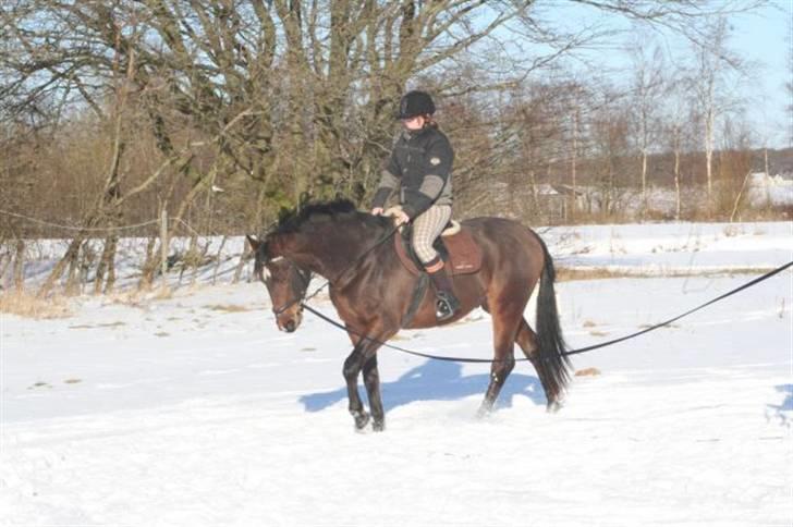 Dansk Varmblod Lacan billede 2