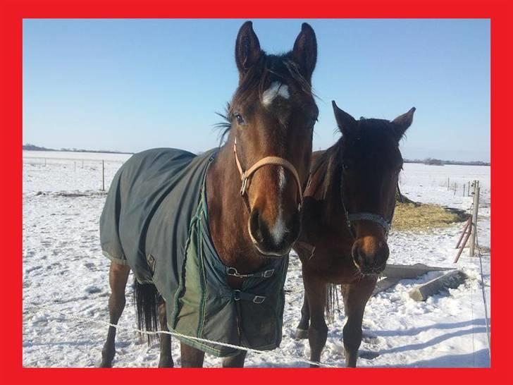 Dansk Varmblod Lacan billede 3