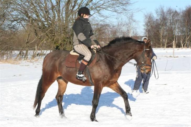 Dansk Varmblod Lacan billede 5