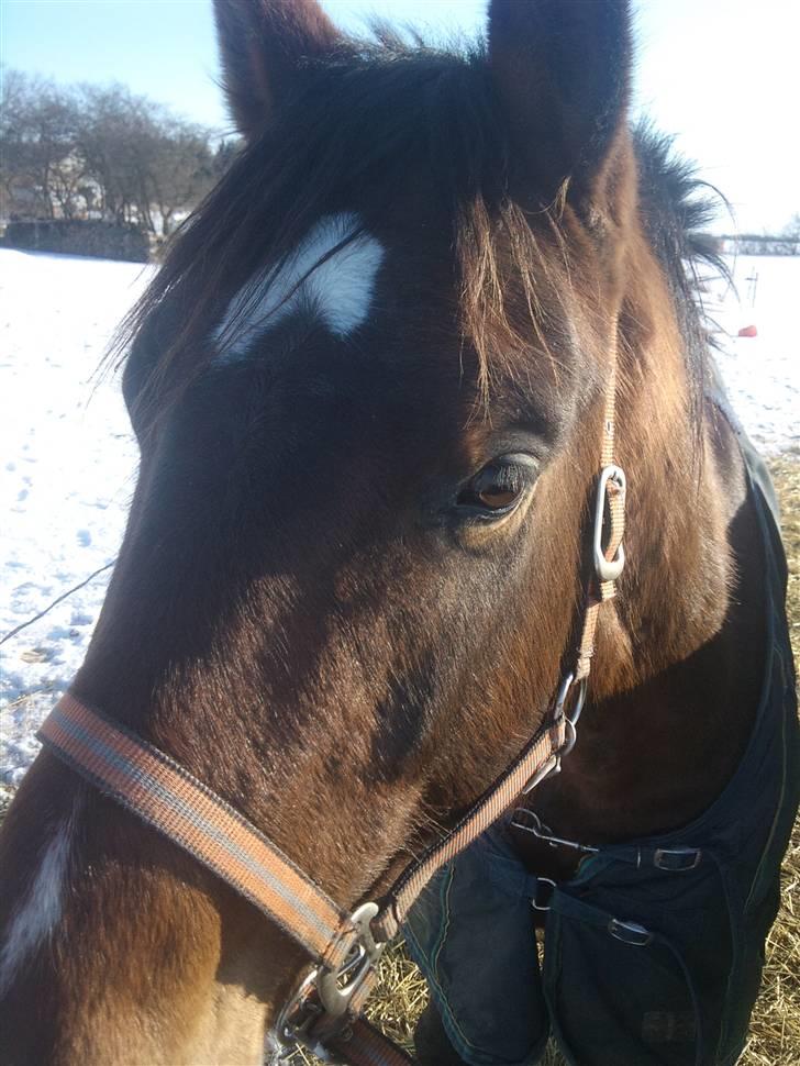 Dansk Varmblod Lacan billede 6