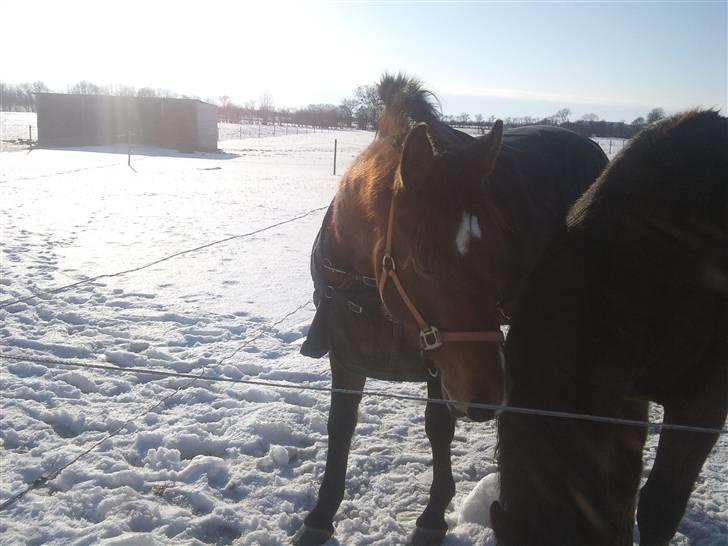 Dansk Varmblod Lacan billede 7