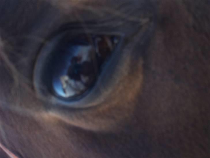 Dansk Varmblod Lacan billede 8