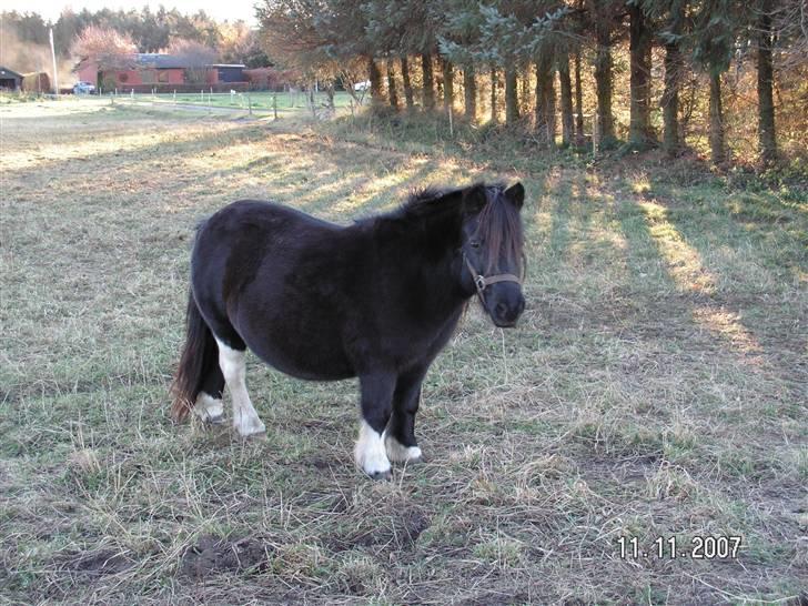 Shetlænder Waterloo Dotsy - hehe billede 8