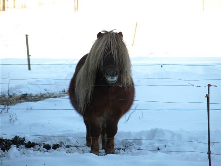 Shetlænder Sandro Hagenstrup (basse) - vinter billede 9