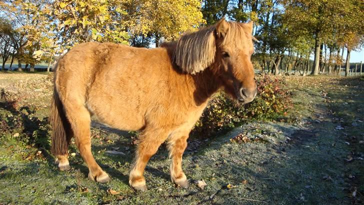 Shetlænder Freja billede 20