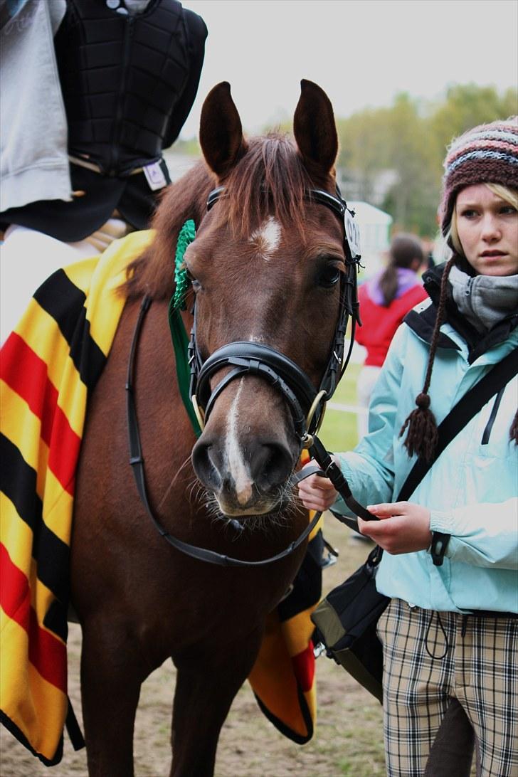 DSP Cirkeline - efter spring stævne ;) billede 7