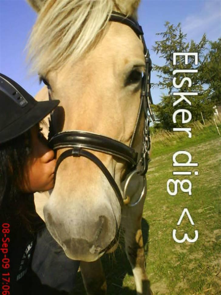 Fjordhest Safran<3 - velkommenn til safrans profil (: <3 billede 1