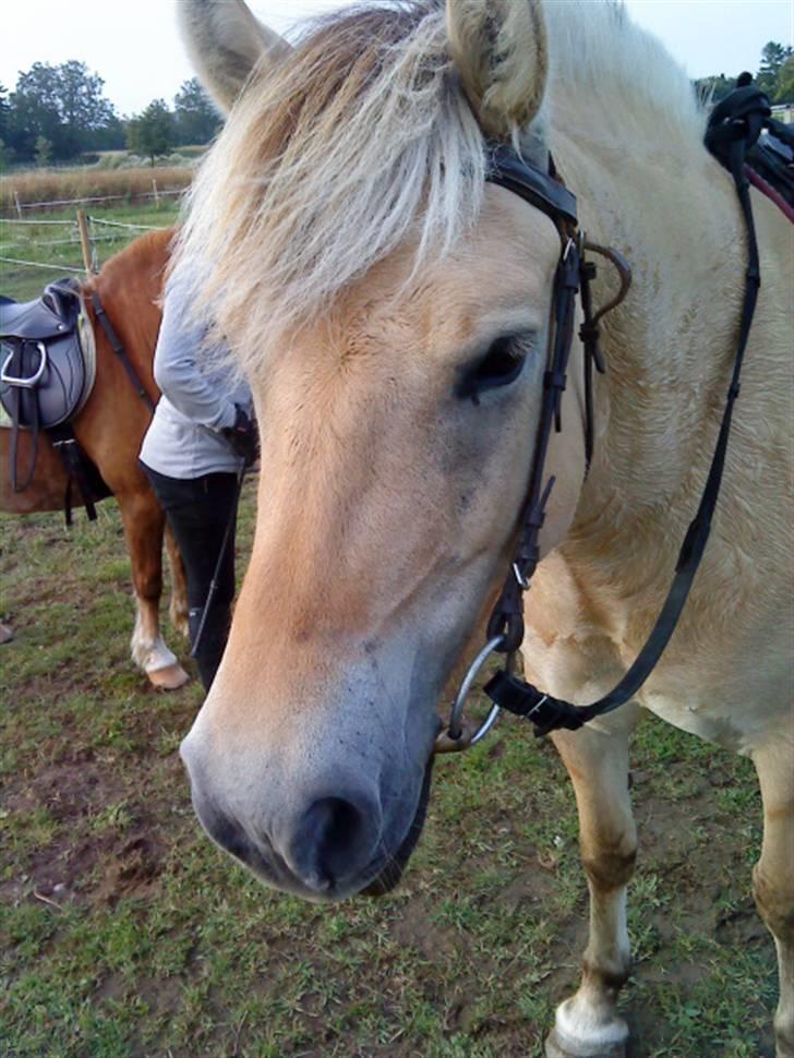 Fjordhest Safran<3 billede 2