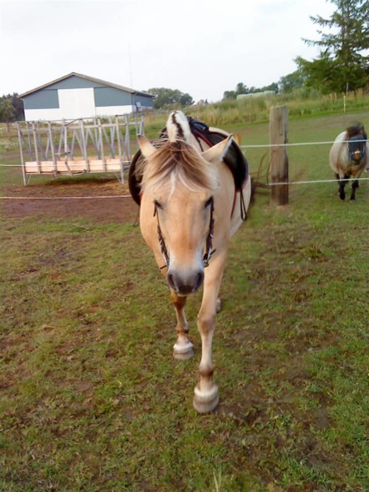 Fjordhest Safran<3 - går (: billede 3