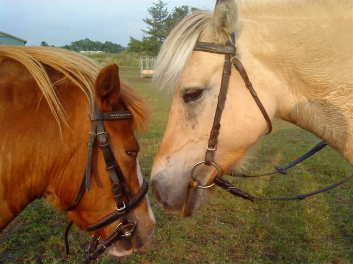 Fjordhest Safran<3 - safran og hendes "kæreste" buster ;b billede 4
