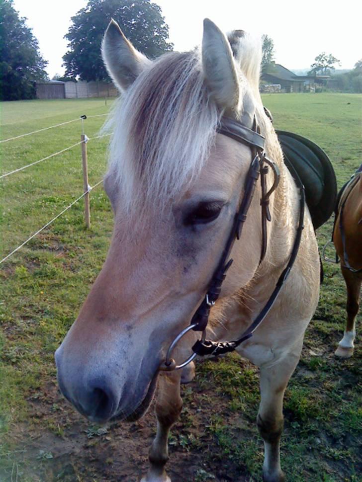 Fjordhest Safran<3 - se hendes flotte hoved (: billede 5