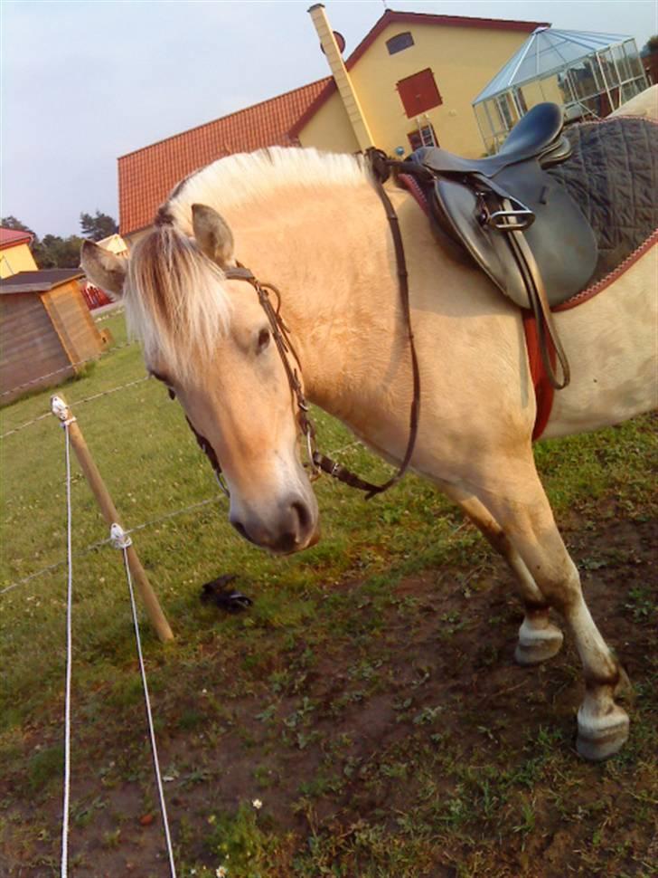 Fjordhest Safran<3 - hehe står bare ;b billede 6