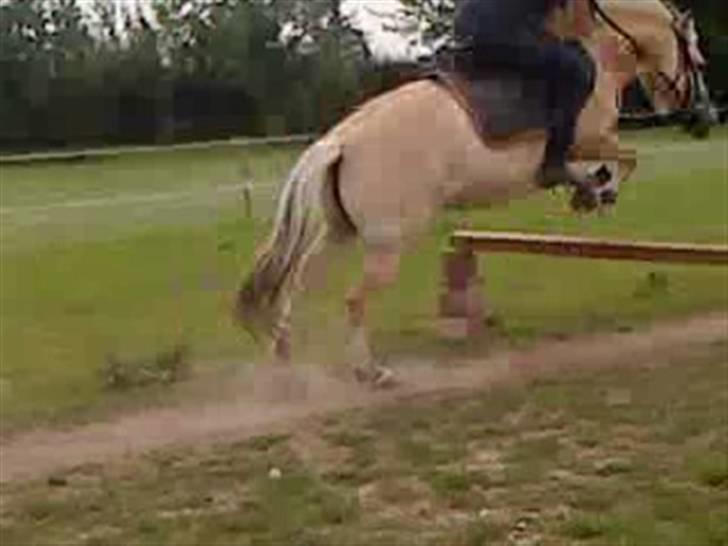 Fjordhest Safran<3 - jaa springer ;) billede 7