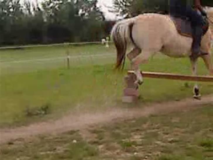 Fjordhest Safran<3 - i belive i can almost fly ;b billede 8