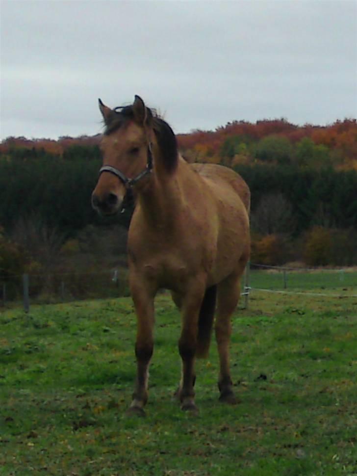 Anden særlig race Salima (solgt)  billede 12