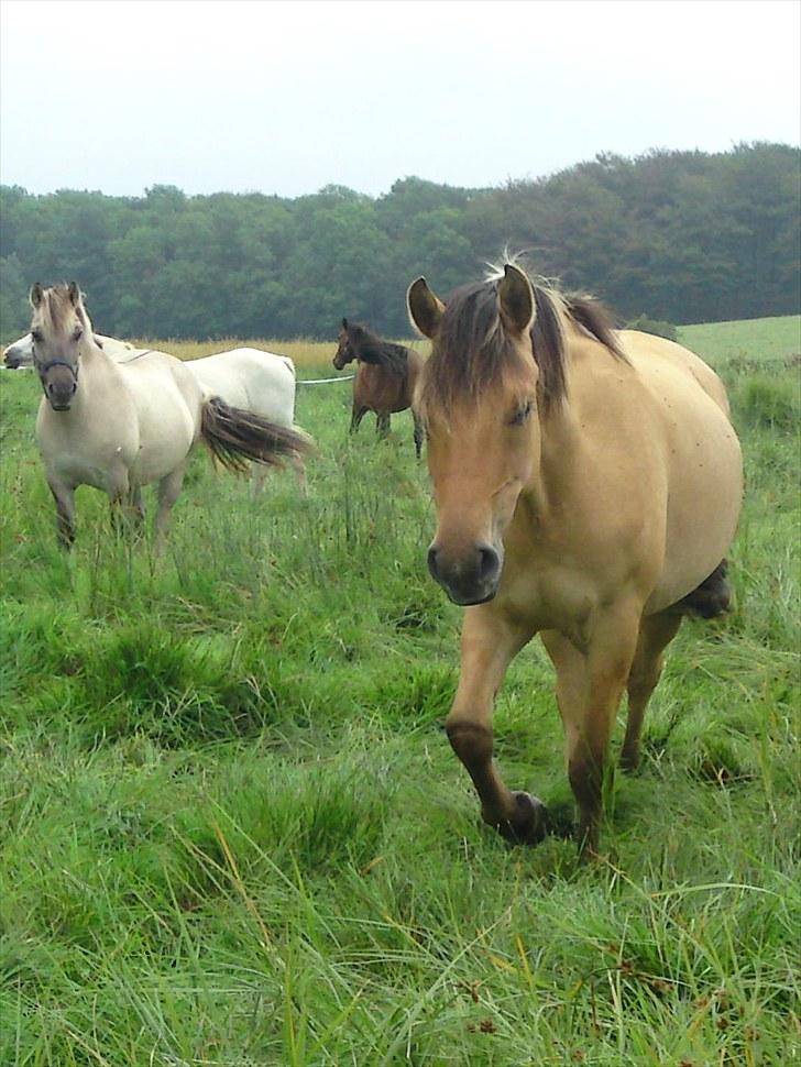 Anden særlig race Salima (solgt)  billede 13