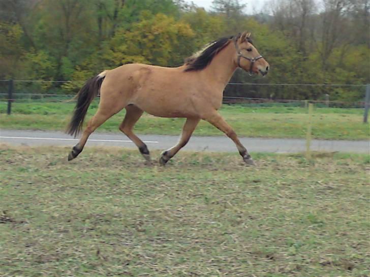 Anden særlig race Salima (solgt)  billede 14