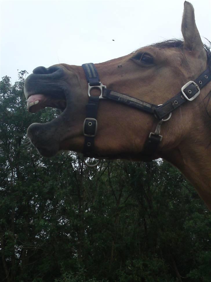 Anden særlig race Salima (solgt)  - meget morsomt...  GG billede 17