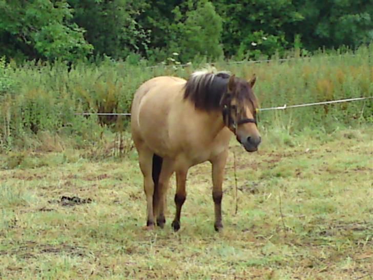 Anden særlig race Salima (solgt)  billede 18