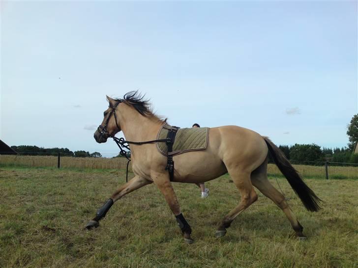 Anden særlig race Salima (solgt)  - Pyha skal jeg lave noget... Grrrr.... billede 19