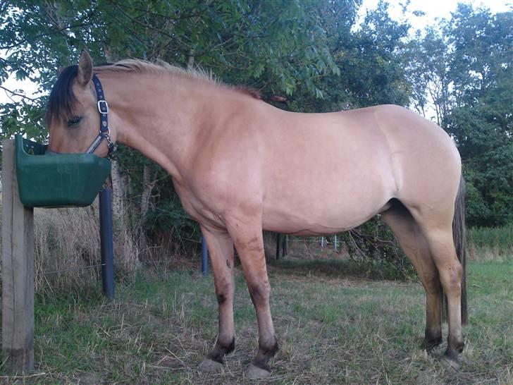 Anden særlig race Salima (solgt)  - Dejligt med lidt musli... 2009 billede 20