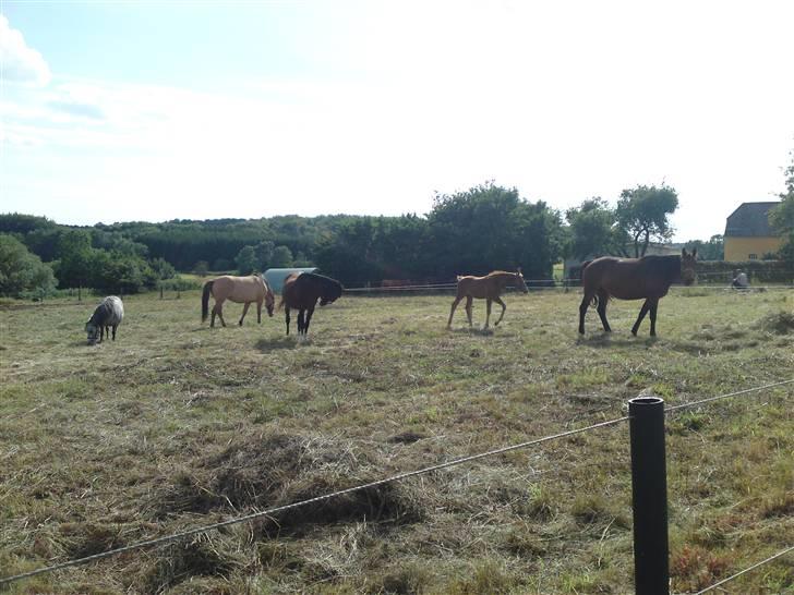 Welsh Partbred (Sec F) Luka (fibiger's Luka) (solgt) - Salima, luka,djanco, bitten og mona sommer 2009 billede 18