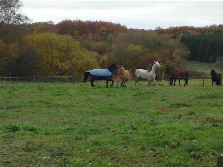 Welsh Partbred (Sec F) Luka (fibiger's Luka) (solgt) - Sagde i løbe !!!  billede 20