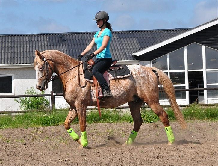 Appaloosa Mister Sebrano *SOLGT* billede 4