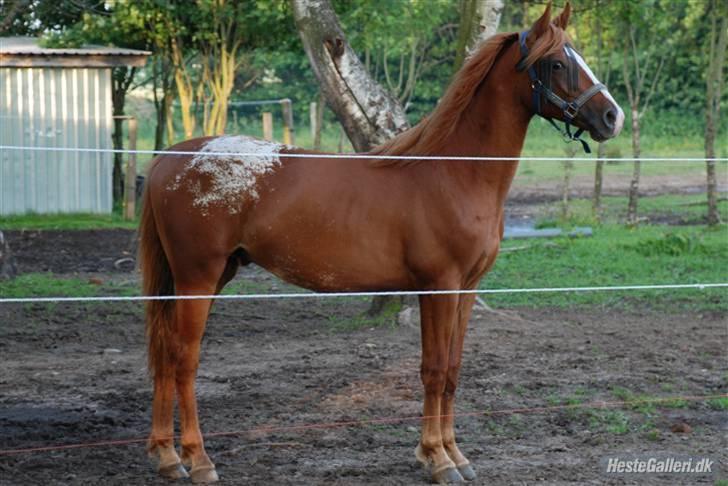 Appaloosa Mister Sebrano *SOLGT* billede 5